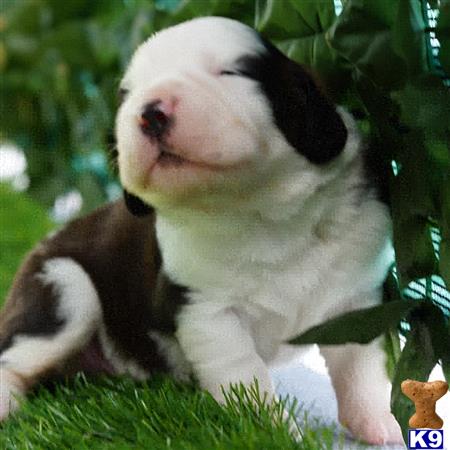 Florida Saint Bernards Picture 1